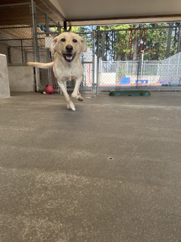 A female yellow lab named