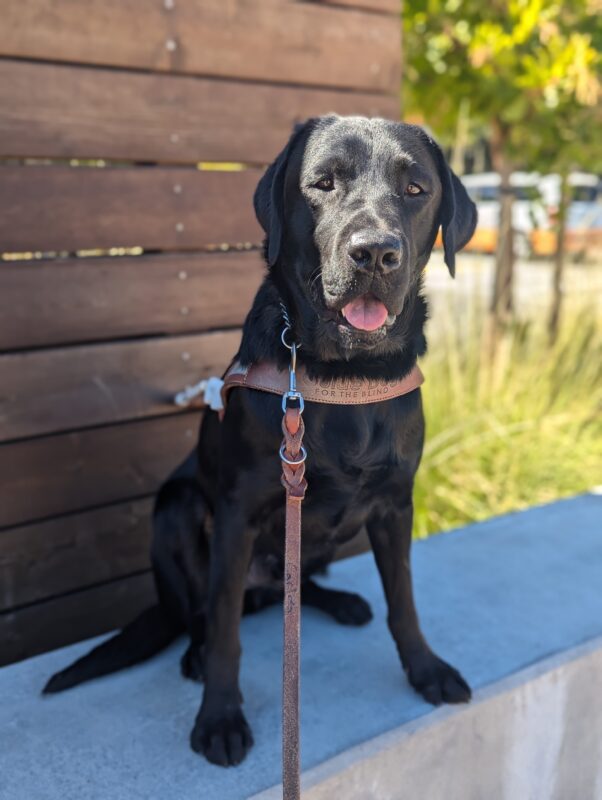 Beck sits in harness on a low cement wall with a wooden background. The sun is shining on half of his face as he smiles with his mouth open and his tongue slightly out.