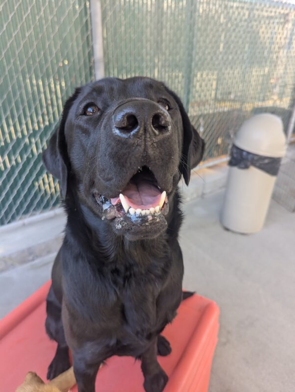 Beck sits atop a red play structure in community run. He is happily looking up with a big smile.