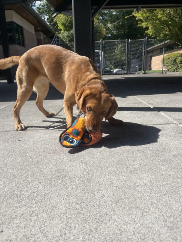 <p>Briar, a red colored yellow Labrador, plays with an orange and blue snake while looking at the camera.</p>