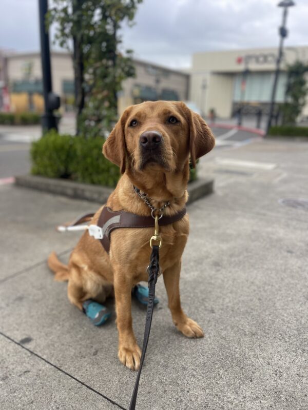 <p>Briar, a red colored yellow Labrador, sits in harness at the mall. She has shrubbery in the background and is wearing two teal booties on her back feet.</p>