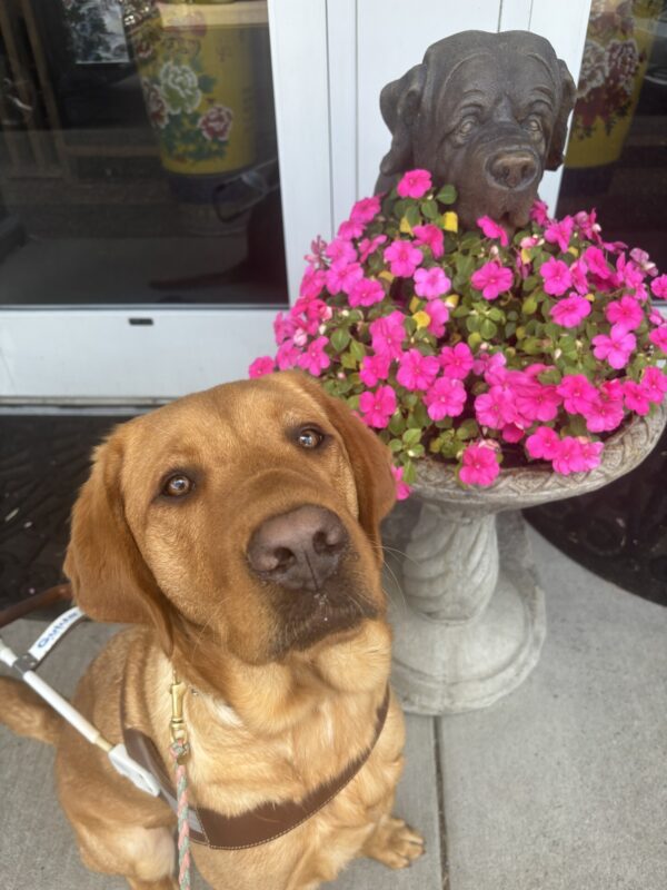 A dark yellow, male Labrador Retriever looks up into the camera as he sits in harness on a sidewalk. Next to him is a gray cement statue of a dog holding a basket in it's mouth. In the basket are vibrant pink flowers. A building with windows are in the background.