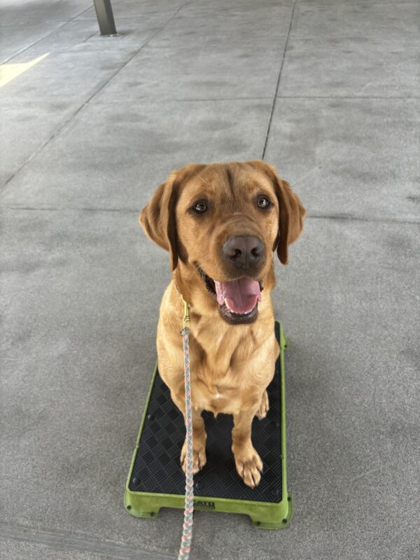 A dark yellow, male Labrador Retriever looks up into the camera with his mouth open and a happy expression on his face. He is sitting on a green training pedestal looking proud.
