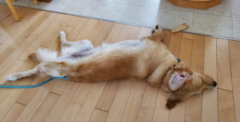 Carmela is laying on a hardwood floor. She is in a 