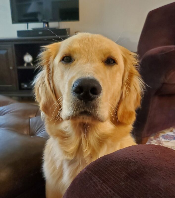 Carmela sits looking at the camera. All you see is her head poking up from between a couch and an ottoman. There is a TV in the background