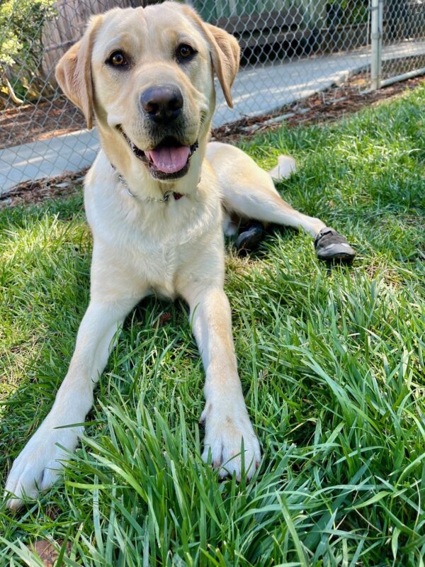 Cash lays in the grass in a play yard on campus. He is wearing booties on his back feet and smiling at the camera.