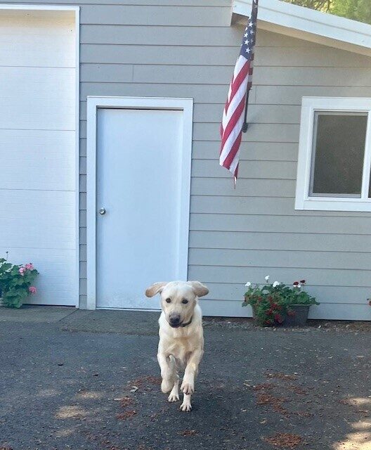 Yellow Lab Champion outside the house sprinting towards the camera. There is an American flag attached to the home and potted flowers by the door.