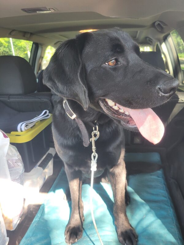 <p>Clapton sits in the back of a vehicle, looking off to the right of the frame with his tongue hanging out in relaxation after a long walk.</p>