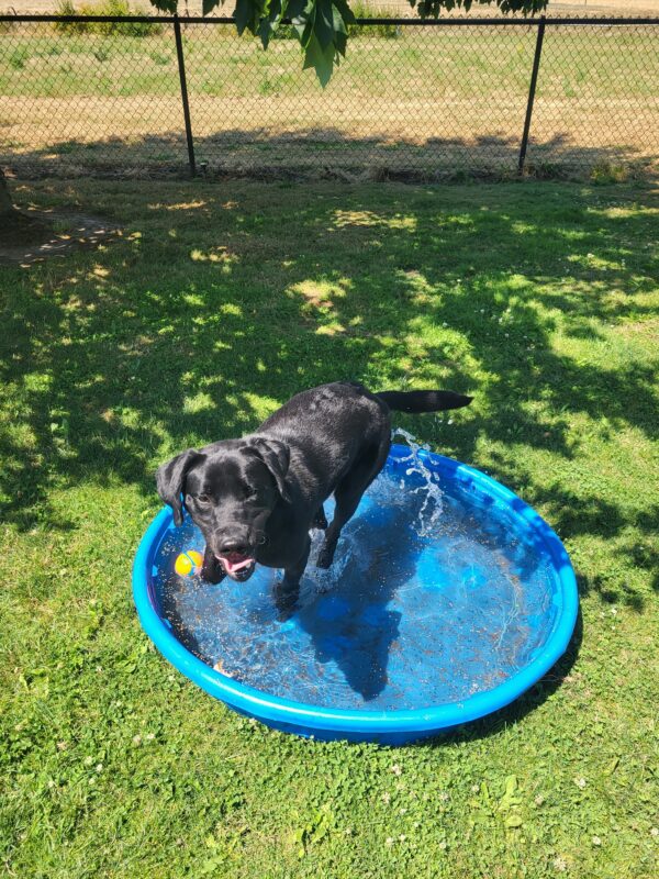 <p>Clapton takes a break from the heat in a blue plastic kiddie pool.  The pool is on grass under a shady tree, and there is an orange ball floating next to Clapton's legs.</p>
