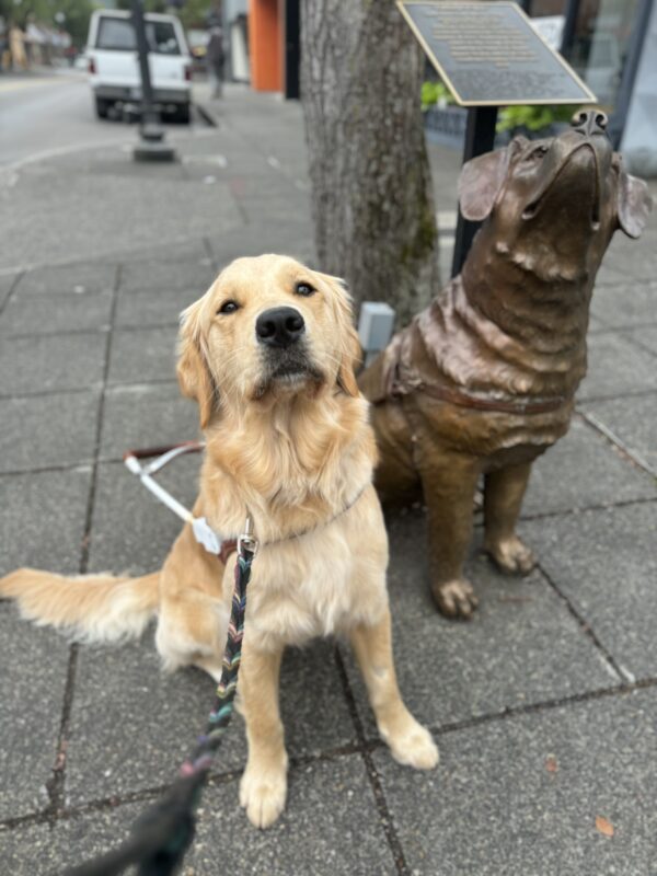 Coated cross, Coral, sits by a guide dog statue in downtown Gresham. She is looking into the camera sweetly and wearing her harness.