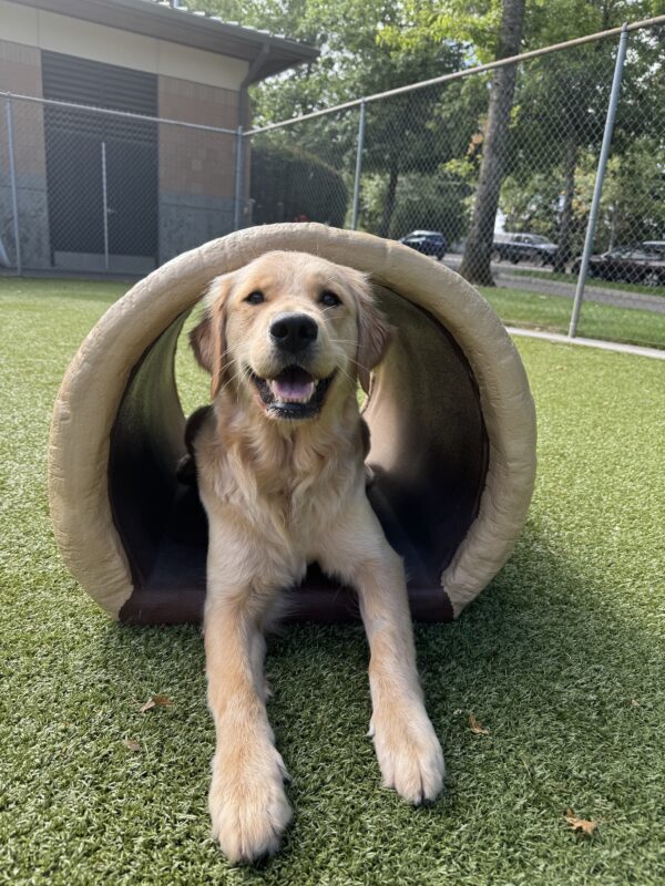 Coated cross, Coral, lies in a play tunnel shaped like a log. She is looking into the camera and smiling.