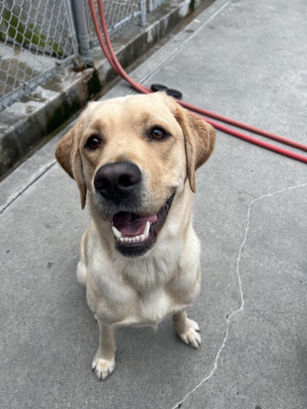 Yellow Lab Danford is sitting in the play yard. He is looking slightly to the side of the camera and his mouth is open in a wide grin. A red hose and some kennel fencing are in the background.