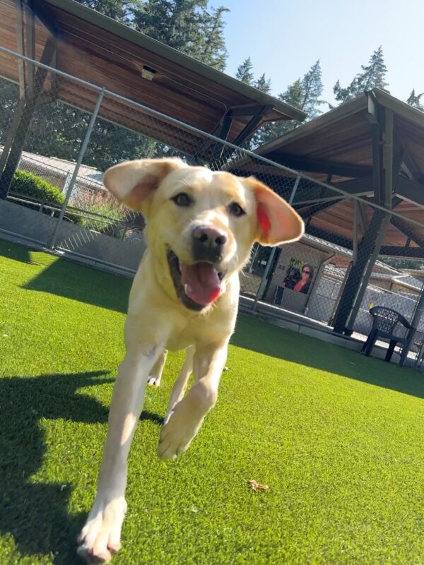 <p>Dara plays in the grass yard on the OR campus. The photo shows her running toward the camera with both of her ears sticking out to the sides like wings and her mouth is open showing her tongue.</p>