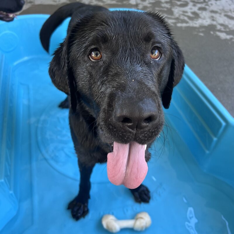 DaVinci is standing in a blue kiddle pool filled with water. His fur is slightly wet and he is looking up at the camera with his tongue sticking out.