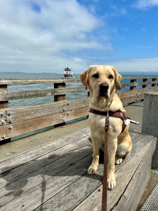 Estreya is sitting on a wooden bench in her guide dog harness, with a small boat on the Bay behind her. Her ears are perked as she looks off to the right of the camera. There are clouds above her, with a bit blue sky poking out.
