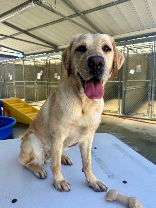 Estreya is sitting down on a white play structure in our Community Run area. Her face and paws are wet from playing in a kiddie pool, and she’s smiling at the camera with her tongue out.
