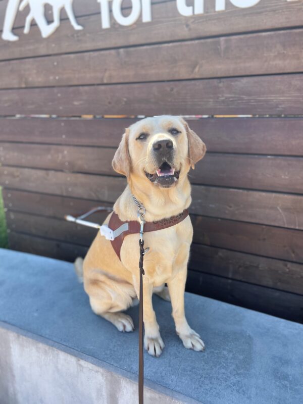 Gail is sitting on a concrete ledge in her guide dog harness, smiling at the camera. She’s in front of fencing with horizontal wooden slats.