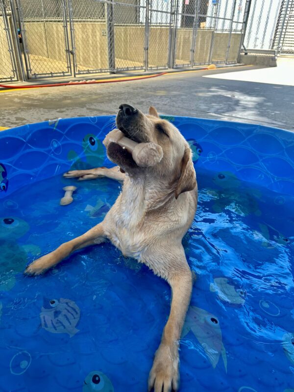 Gail is laying down in a kiddie pool with water in it. Her head is lifted and her eyes are closed as she happily chews a bone.