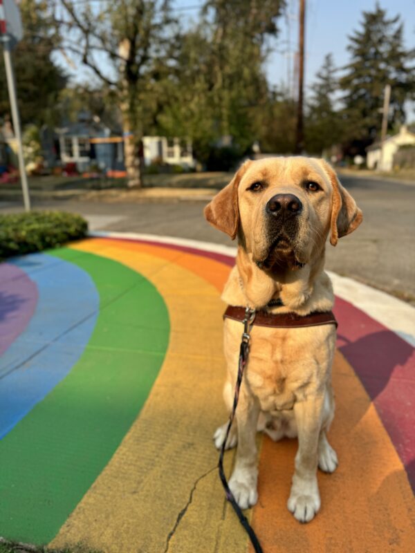 Yellow lab, Gavin, sits on the sidewalk painted with a rainbow underneath him. He is wearing his harness and looking at the camera seriously.