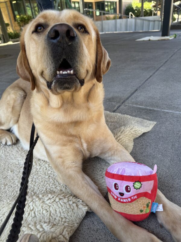 Yellow lab, Gavin, lies on a fleece dog rug. He is smiling and looking into the camera with a ramen container-themed stuffed toy in between his legs.
