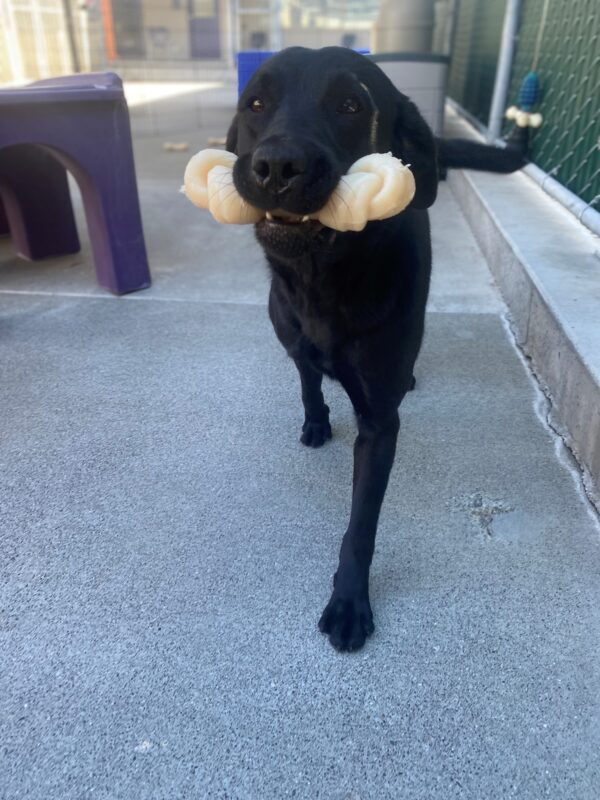 Hallmark prances towards the camera with a knotted Nylabone sticking out of either end of her mouth. A ray of sun is marking the side of her face. There is colorful play equipment in the background.