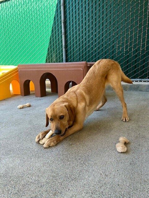 Hastings is chewing on a bone in a fenced play area, looking towards the camera. He is in a bow position with his front end on the ground and his hind end standing. Behind him are large colorful play structures.