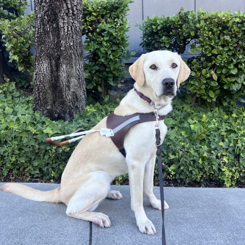 Hilde is sitting in front of a large green bush and a tree, wearing her harness. She is gazing at the camera with a focused expression on her face.