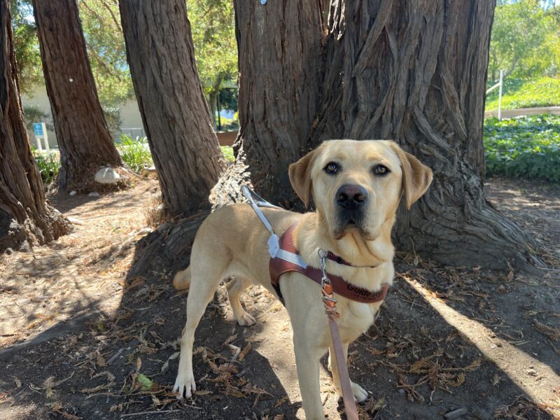 Huey is standing in the shade surrounded by redwood trees. He is wearing his harness and staring at the camera.