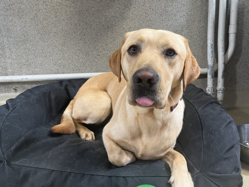 Huey is laying curled up on a dog bed. He is staring at the camera and his tongue is sticking out slightly.