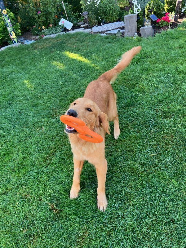 Iris holds an orange, S-shaped, tug toy in her mouth as she stands in the middle of a grassy yard. She is standing and facing the camera as she holds the toy in her mouth. Pictured behind her as various garden stones and flowers.