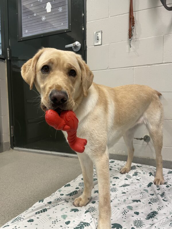 Yellow Lab Zaida is looking at the camera while standing on a soft bed. She is holding a lobster bone in her mouth.