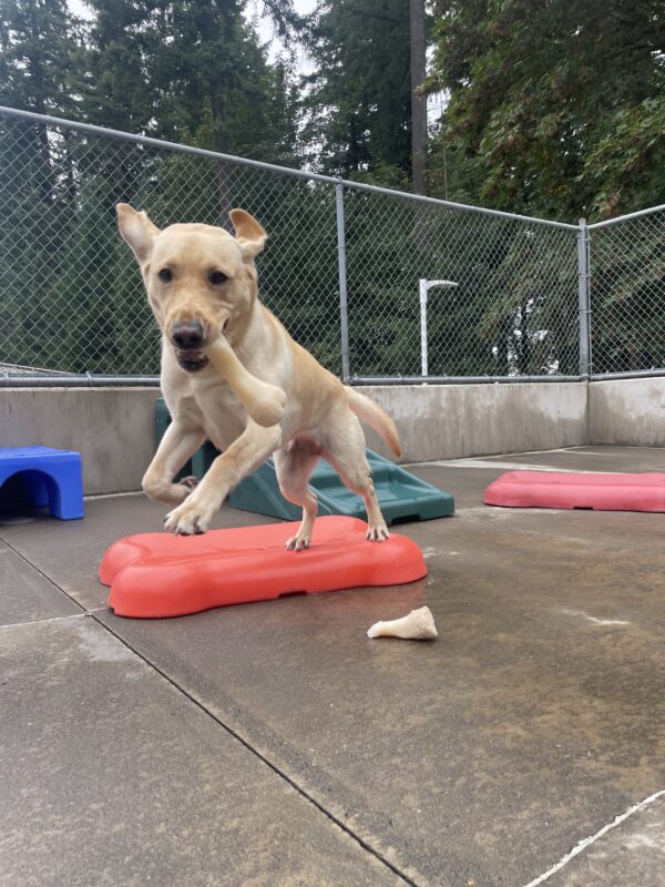 Yellow Lab Zaida is mid-air holding a bone from the corner of her mouth. She is looking at the camera while jumping off a play structure.