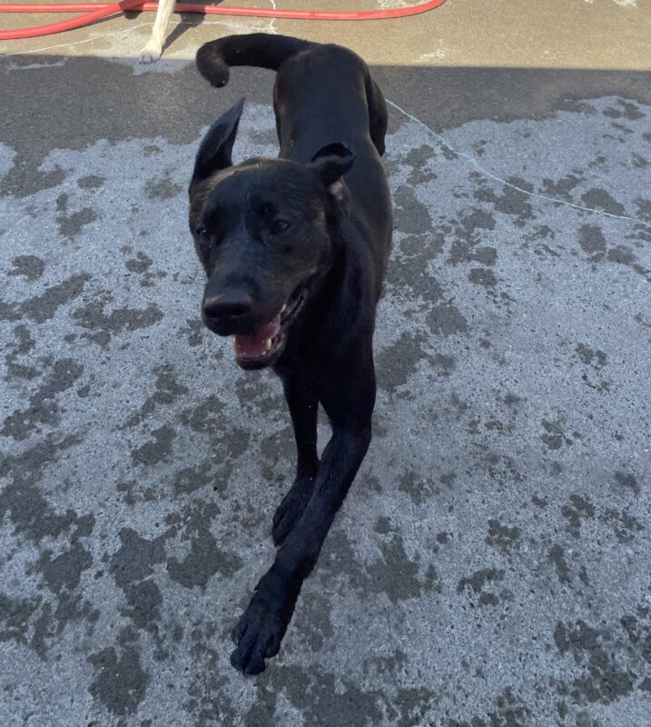 Delgado playing in community run. He is leaping gleefully towards the camera with his ears and tail flying and his mouth hanging open. His face is all wet from playing in the kiddie pool.