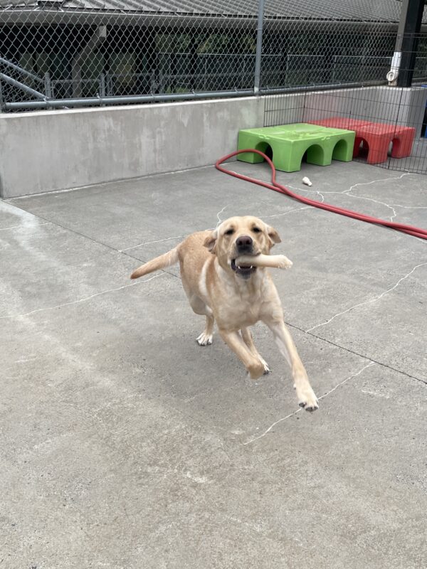 Pinky playing in community run on the Oregon campus. She is holding a Nylabone in her mouth and running toward the camera, leaping gleefully with her ears pinned back in sport mode for increased aerodynamics.
