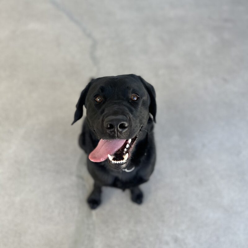 Denton sitting and looking at the camera with his tongue out. Cement in the background.