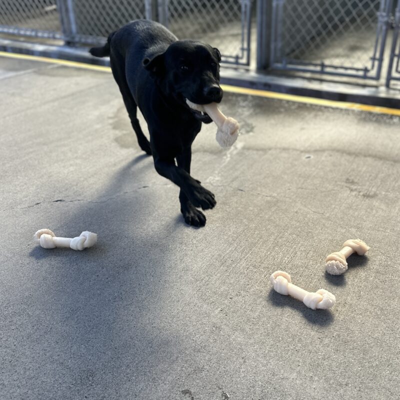Neema running on cement with a bone in her mouth.