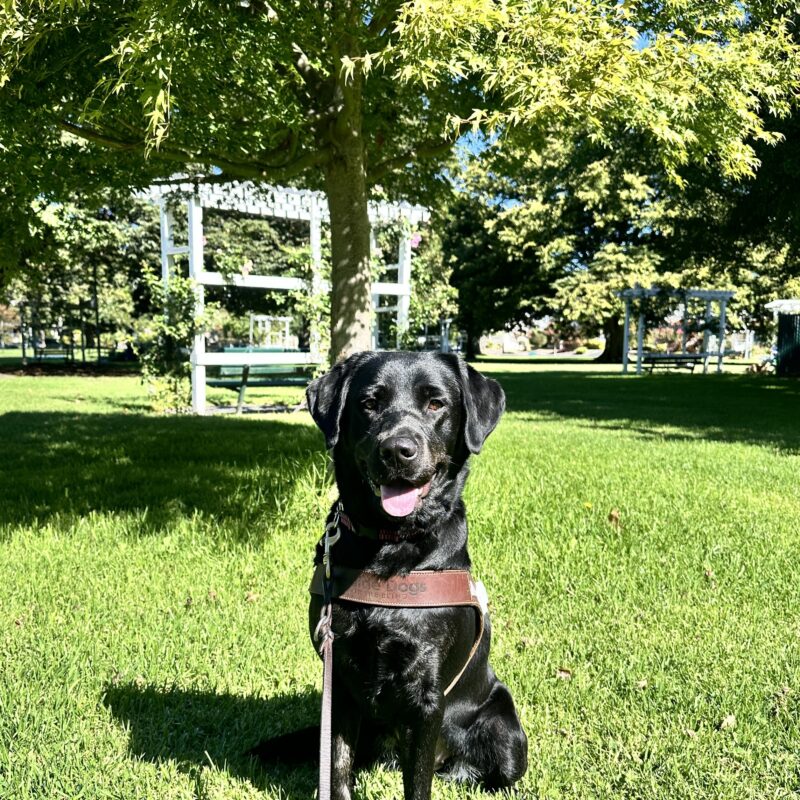 Festive in harness sitting in grass with trees and a white pergola in the background