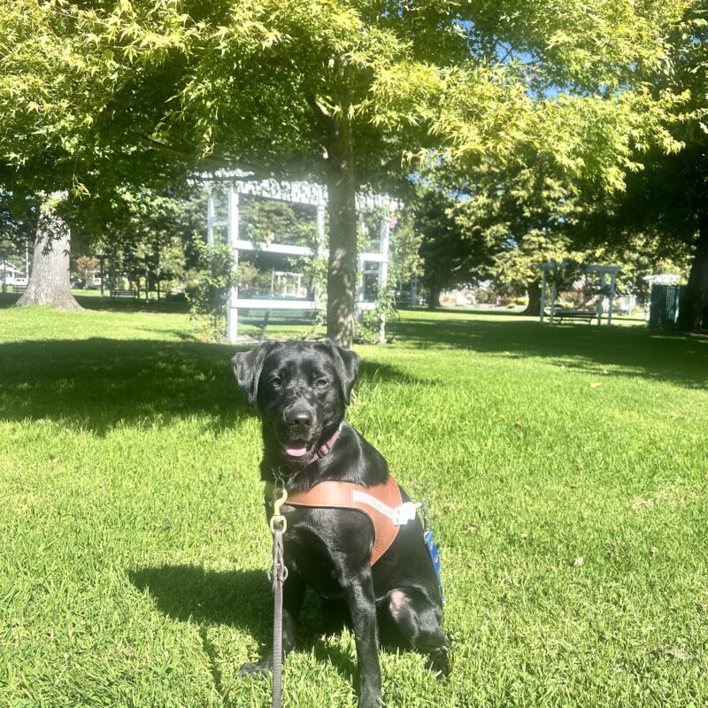 Neema in harness sitting in grass with trees and a white pergola in the background