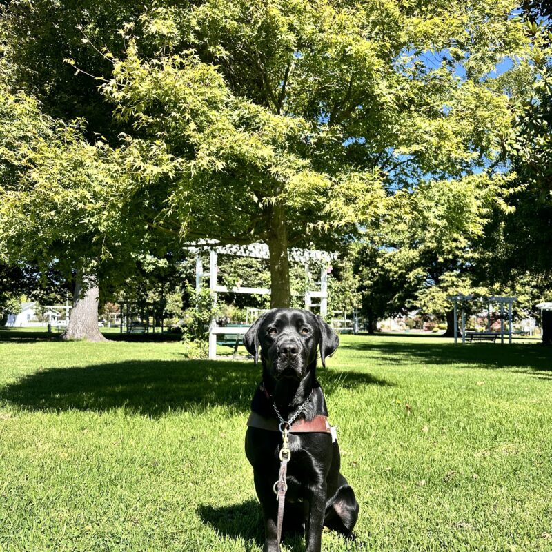 Lox in harness sitting in grass with trees and a white pergola in the background