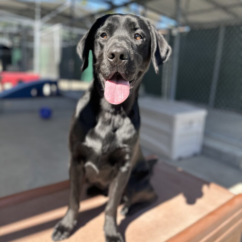 Lox sitting on a brown play structure looking at the camera with his tongue out
