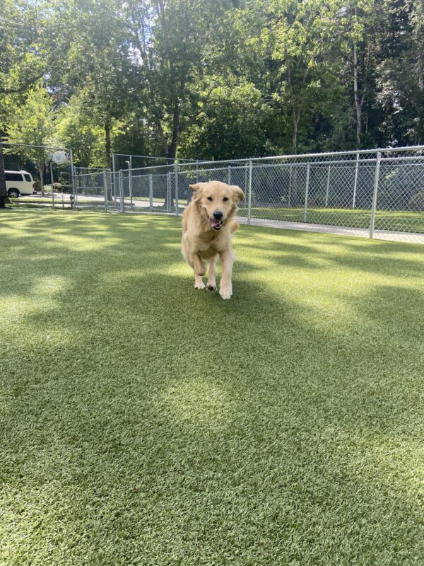 Irvine runs in a fenced in play yard on the Oregon campus on a sunny day. His tongue is hanging out as he is running toward the camera.