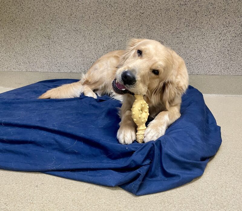 Ivy lays in a comfy blue bed chewing on a round Nylabone and looking up at the camera.