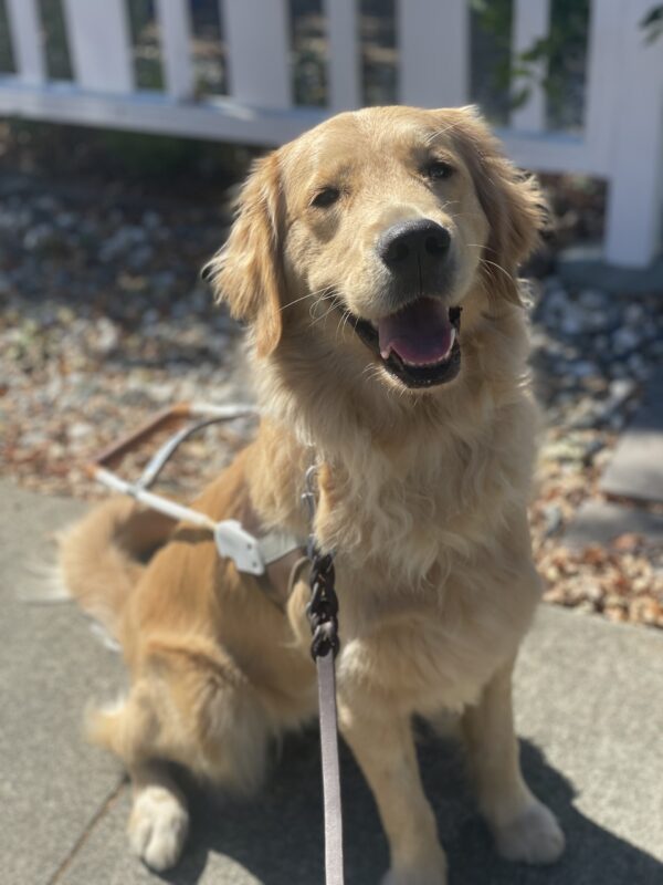 Ivy sits in harness facing the camera with a white picket fence blurred in the background. She has her head tilted and tongue hanging out on this sunny day.
