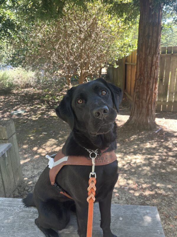 Jakarta is pictured sitting on a wooden retaining wall. She is wearing her harness and is staring at the camera with her head tilted to the side.