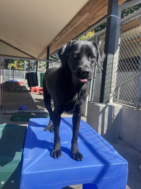 Jimbo, a black Labrador, stands on a blue plastic play structure. He is looking at the camera and has his tongue sticking out.
