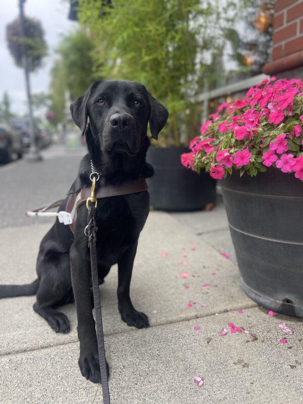 Jimbo, a black Labrador, sits in harness on the sidewalk in front of a planter box full of pink flowers. He looks at the camera in a serious face while wearing his harness.