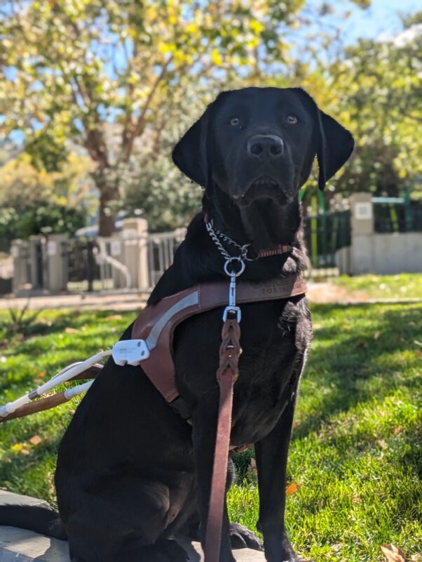 Juana sits in harness on a slow cement wall with a park behind her. She looks directly past the camera at her handler.