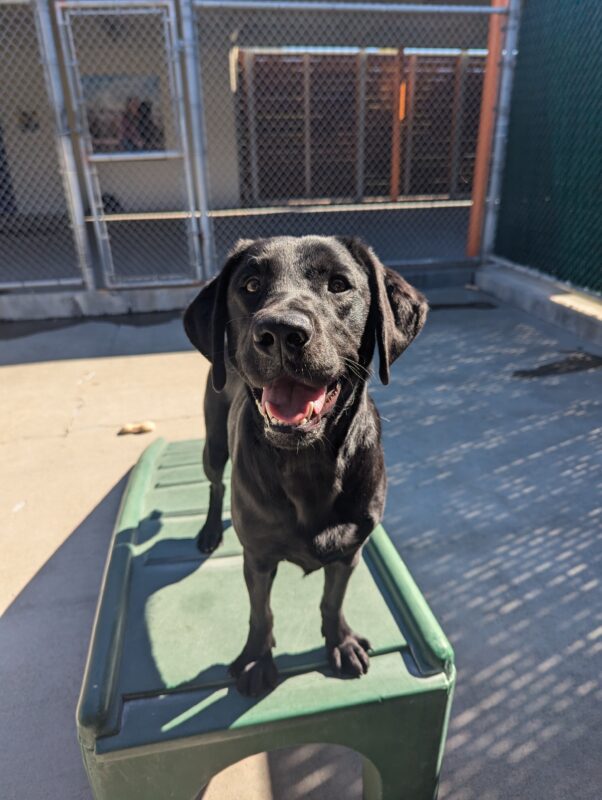 Juana stands atop a green play structure in community run. She is smiling as the sun beams on her face.