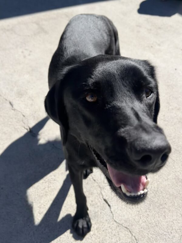 Jules is walking towards the camera with a smile on her face. She is in the community run area of the kennels.