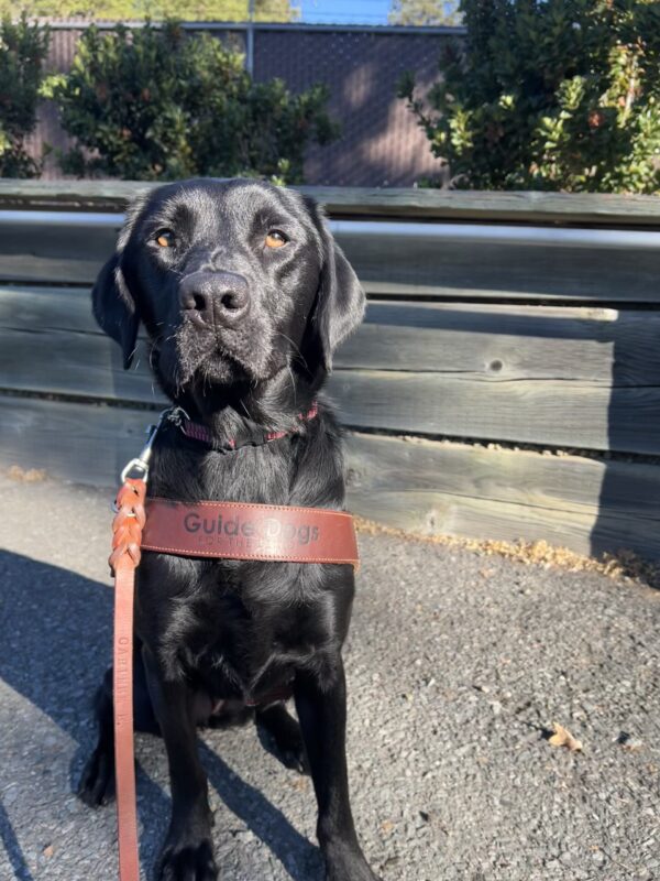 Jules is sitting and looking into the camera. She is wearing a Guide Dogs for the Blind harness.